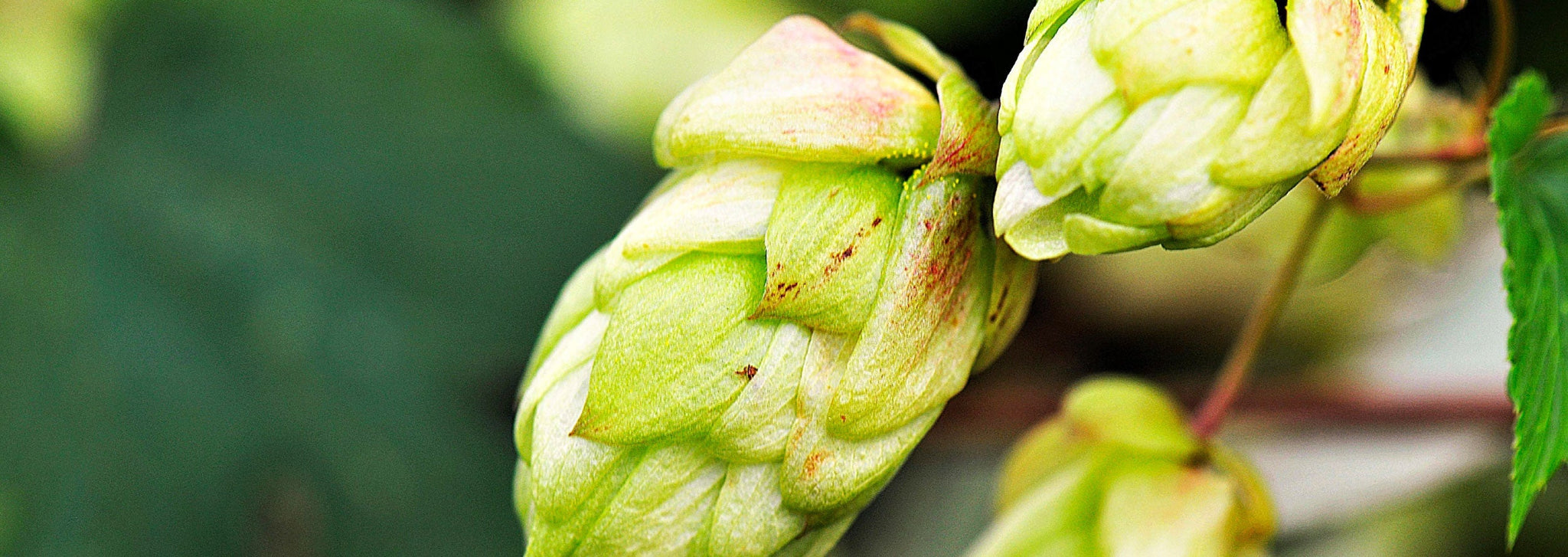 Luppolo per la produzione di birra artigianale